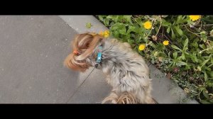 Мы идём гулять с собакой! | 12-авг-2024