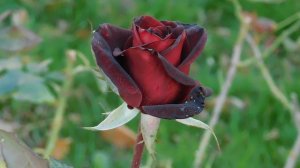 06=11=2025 кмр   ПВН  (114)