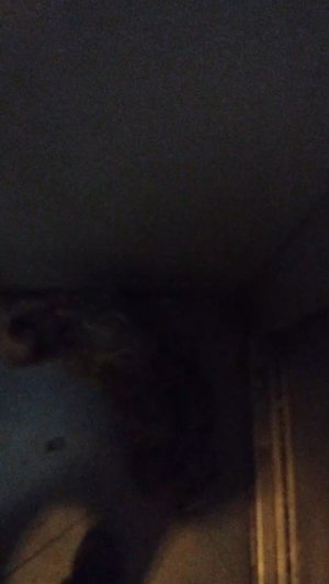 Мы идём гулять с собакой! | 8-ноя-2025