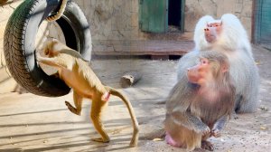 Эксперимент не удался, но Люсе все равно досталось. Красный Дракон в печали - аллергия на осень!