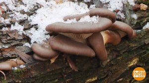 А под снегом - грибы! Доброе утро. Суббота. Фрагмент выпуска от 08.11.2025