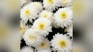 520.=ХРИЗАНТЕМЫ=. Сл. А. Зенцов, муз. В. Лашевский, исп. В. Красницкая, видио Л. Рюмина.