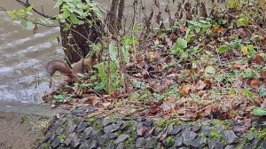 Прогулка по парку