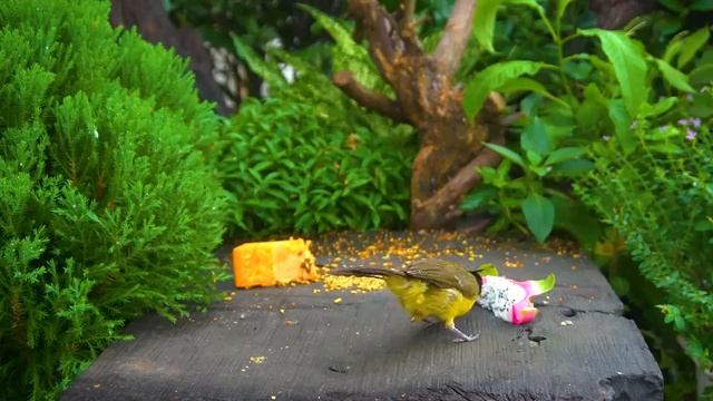 Кошачий досуг: птицы и белки в природе