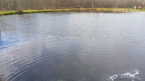 зарыбление щуки,ловля щуки РК "Фишка" Петряиха