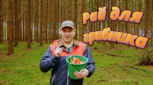 Грибное место.  Рай для грибника- маслята.