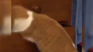 Том и Джерри на реальных событиях .mp4