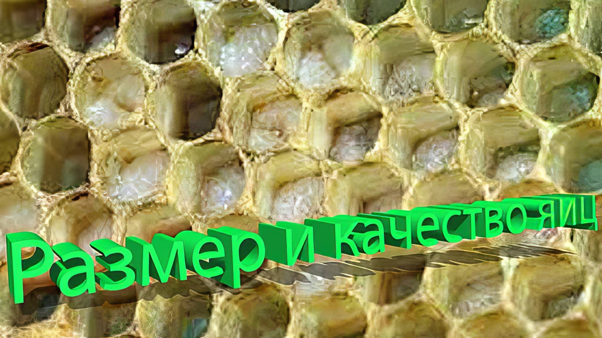 Размер и качество яиц. Объясняет профессор Кашковский