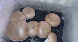 У Любаши первый урожай грибочков - королевские шампиньоны.