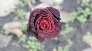 06=11=2025 кмр   ПВН  (103)