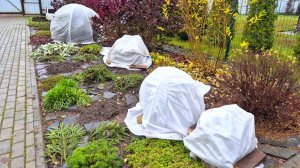 Укрыла эти растения на зиму спанбондом