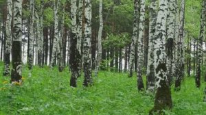 Во поле берёзка стояла