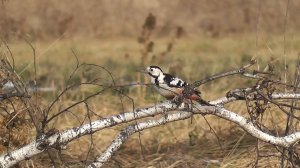 Корм для дятла.