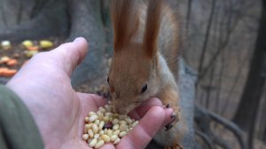 Голодная Рыжая. Зарисовка