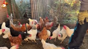 Куры осенью очень счастливы 🤗😂😜  (8)