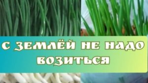 Выращиваю лук на зелень в пакете и пластиковой бутылке