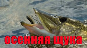 Осенняя щука, на то мы ее ловили