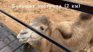 Зоопарк Аленушка ( д. Забродье, Окуловский р-н))