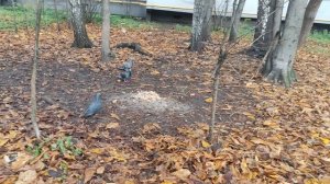 8 ноября - ждите солнце 🌞 прогноз погоды от волшебника без осадков