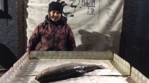 улов форели на 5.5 кг