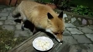 (1163) Лиса приходит в гости. Ноябрь 2025