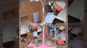 1000039591.mp4 (Собака смотрит на монтаж электропроводки ( по аварийным ситуациям ) в доме А-фрейм)