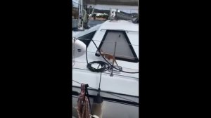 Кошки не страдающие морской болезнью - 2025 год