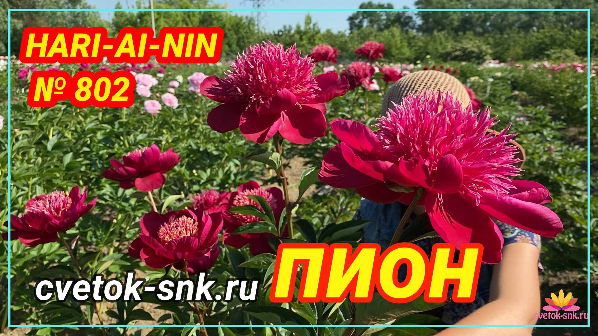 Травянистый пион "HARI-AI-NIN" /Сад Ворошиловой