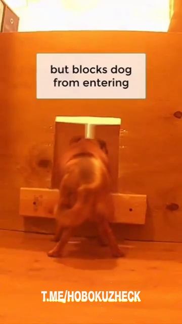 ⛔️ Входи только по пропуску. #Shorts смотреть онлайн