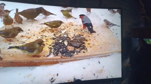 Развлечение для кошки домоседки