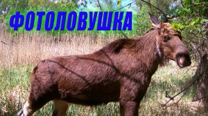 Фотоловушка на болоте, ЛОСЬ, КУРОПАТКА, КУНИЦА / Фотоловушка в лесу