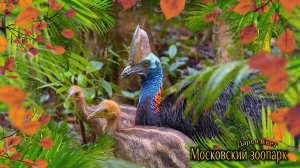 Шлемоносный казуар, или южный казуар. Динозавр в перьях. Птица-ниндзя. Московский зоопарк 2025