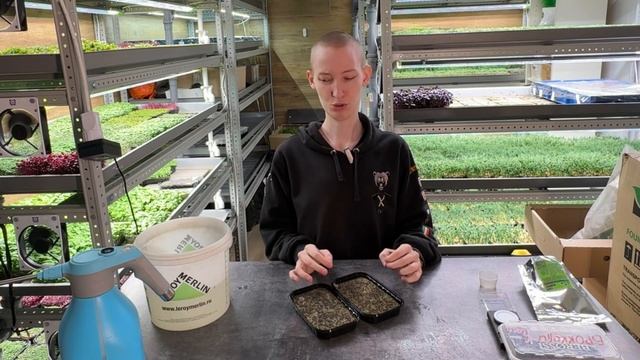 БРОККОЛИ НА ПОДОКОННИКЕ — МИКРОЗЕЛЕНЬ ЗА 5 ДНЕЙ! БОМБА ДЛЯ ЗДОРОВЬЯ! смотреть онлайн