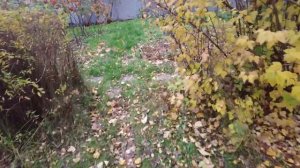 ОКТЯБРЬ на Загородной Резиденции, кошки - лучшие психологи, приход настоящей осени и осенний ретрит.