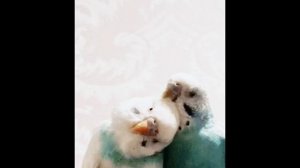 попугаичий массаж .mp4