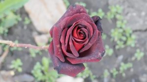 06=11=2025 кмр   ПВН  (110)