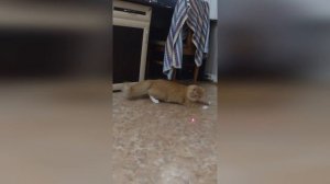 кот Персик и лазер(2 часть)