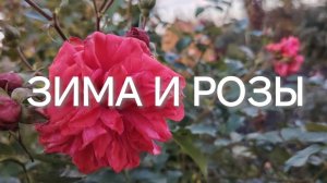 Зима и розы. Зимовка роз на штамбе.