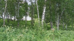 The beauty of summer.