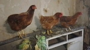 НАШИ КУРОЧКИ И ПЕТУШКИ