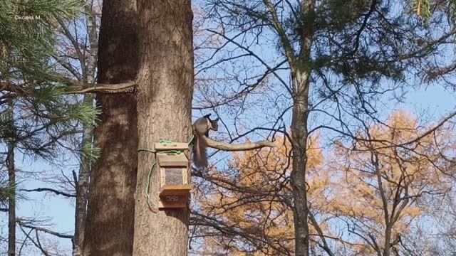 Белочка почесуха.mp4