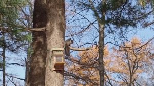 Белочка почесуха.mp4