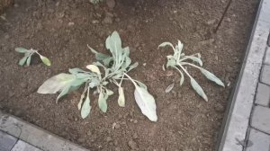 Короткий осенний день и всего один пункт плана выполнен. 07.11.2025 восток Ленинградской области