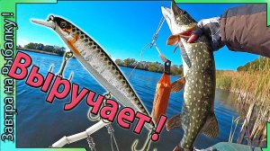 Jackall в цвете "Silver Black", то что нужно тебе и щуке! Рыбалка в Воронежской области