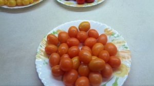 ТОМАТ ОРАНЖЕВЫЕ СЛИВКИ - КРАСИВЫЙ ВКУСНЫЙ И ПОЛЕЗНЫЙ! №81 в моем каталоге. Обзор сорта.