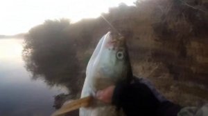 Охотник за Жерехом. Жерех готовится к жору.