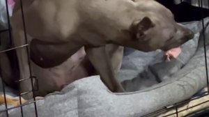 Ужин. в меню печень врага :)