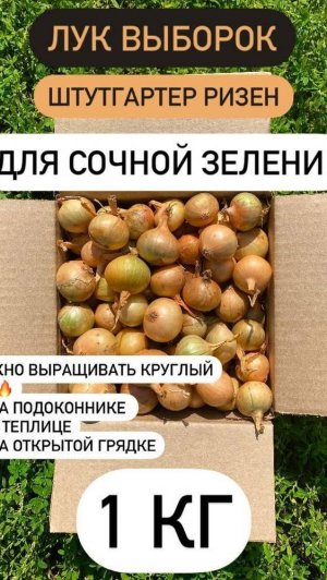 2025-11-08 С названием я ошиблась, это лук не Геркулес, а Штутгартер ризен. Отличный для посадки.