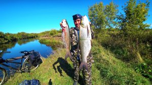 ВОТ ЭТО РЫБАЛКА. ПОПАЛ НА КОТЕЛ ЖЕРЕХА. КЛЮЮТ ИСКЛЮЧИТЕЛЬНО ПО ДВА. ОСЕННИЙ ВЫХОД ЖЕРЕХА. ЖОР ЖЕРЕХА