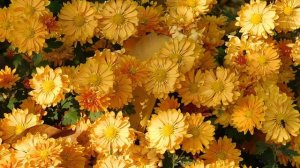 09=11=2025  ник  ТЭЦ   (26)